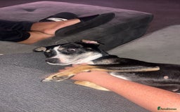 Mixed Breed dogs for sale: Beautiful dog named Mel  - Image 2