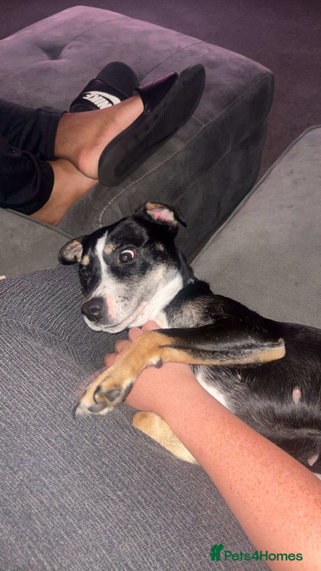 Mixed Breed dogs for sale: Beautiful dog named Mel  - Image 2