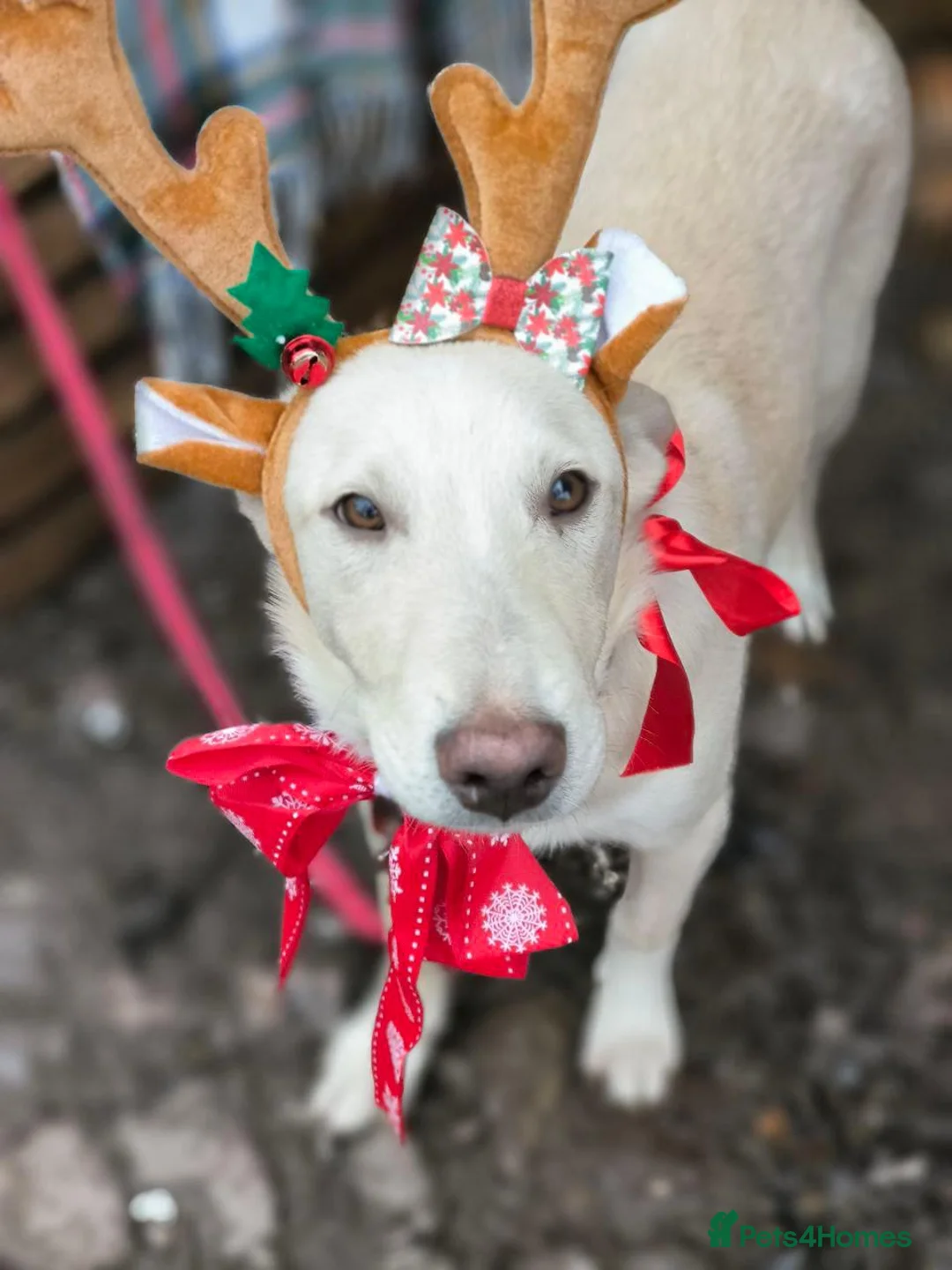 Mixed Breed dogs for adoption: 💙Morozko💙 - 8.5-month-old joyful boy - Advert 17