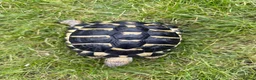 Tortoise reptiles for sale: Male & female Hermann Tortoise in Portsmouth - Advert 4