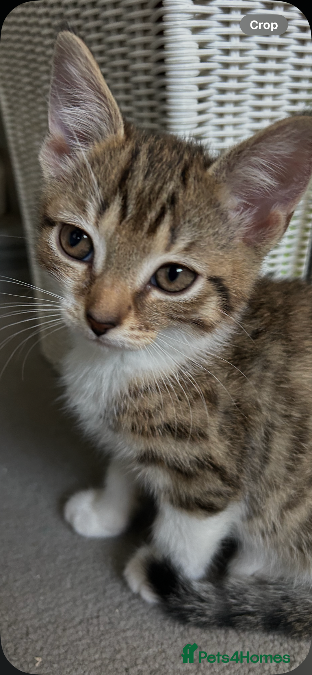 Mixed Breed cats for sale: REDUCED & READY NOW BSH x Tabby kittens  - Image 20
