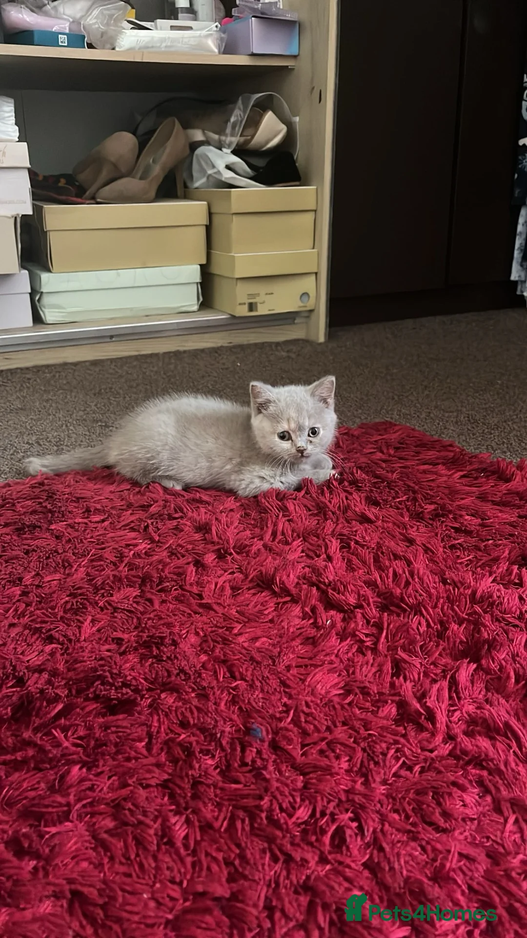British Shorthair cats for sale: Female british lilac shorthair kitten - Advert 6