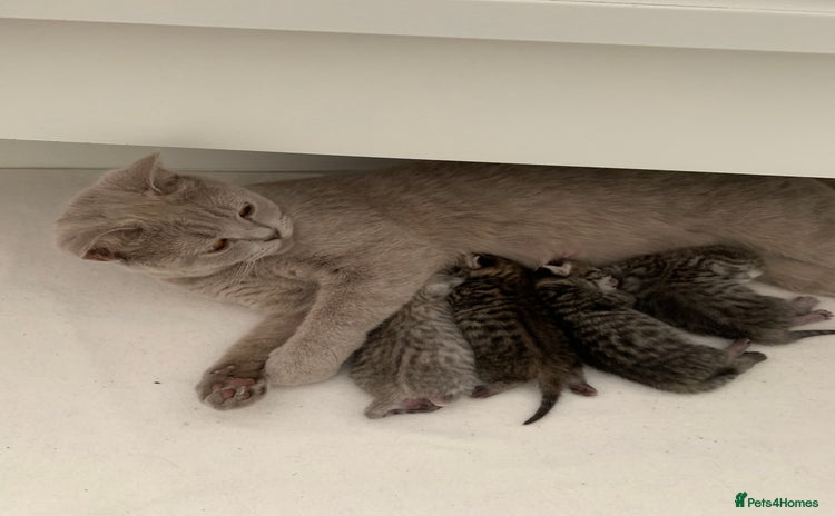 British Shorthair cats - Advert 6
