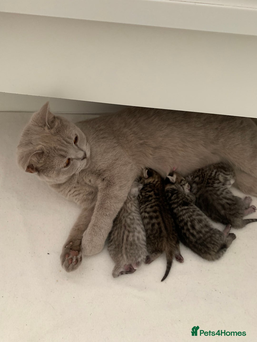 British Shorthair cats for sale: Beautiful British Shorthair Tabby Kittens  - Image 1