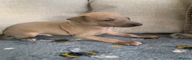 Italian Greyhound 2