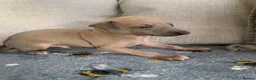 Italian Greyhound dogs for sale: Beautiful KC Registered Italian greyhounds - Advert 16