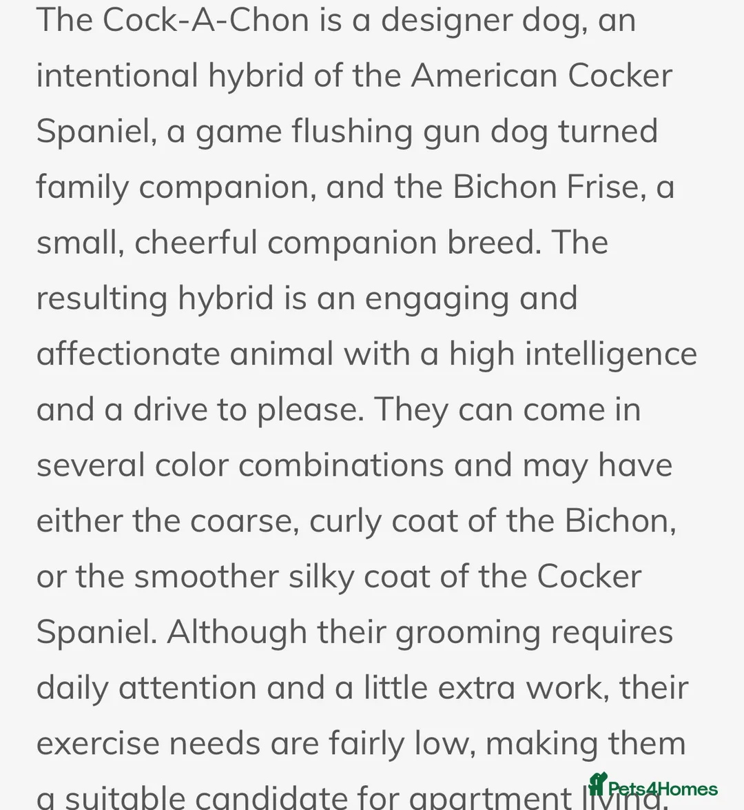 Mixed Breed dogs for sale: Cock-A-Chon puppies in Corwen - Advert 2