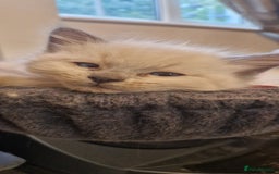 Ragdoll cats for sale: Gorgeous Ragdoll Kittens  - Image 12