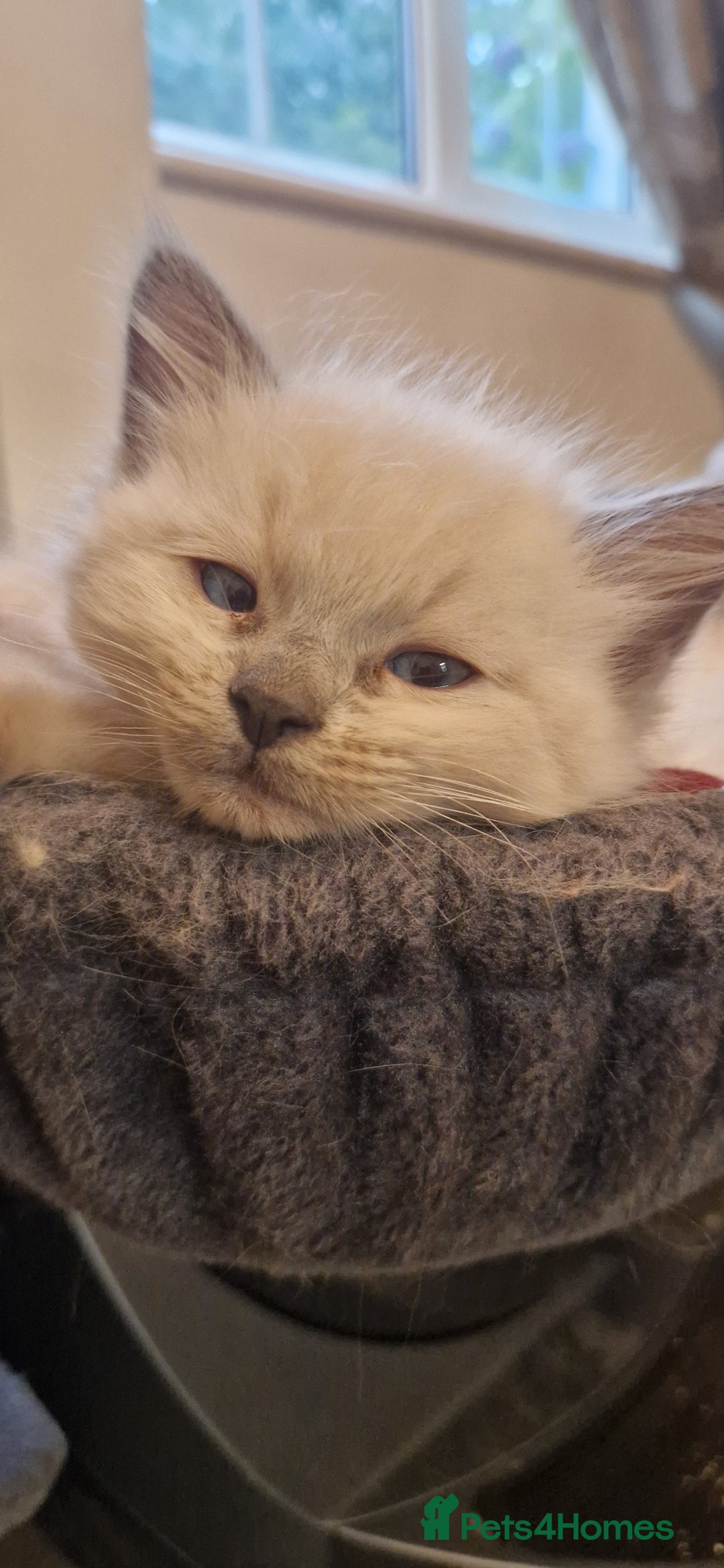 Ragdoll cats for sale: Gorgeous Ragdoll Kittens  - Image 12
