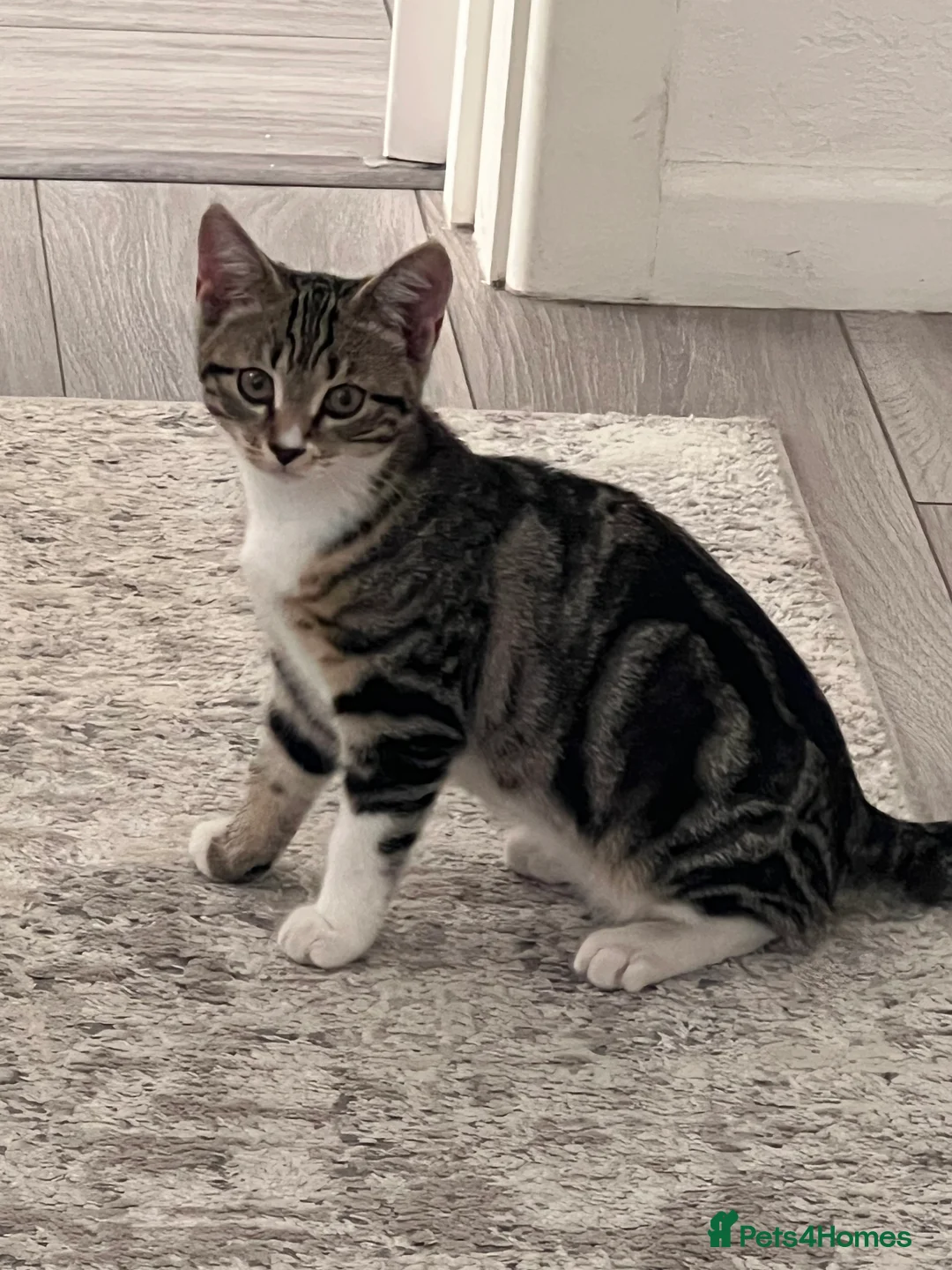 Bengal cats for sale: Kitten  - Advert 2