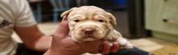 Cocker Spaniel dogs for sale: Adorable Working Cocker spaniel puppies in Rotherham - Advert 4