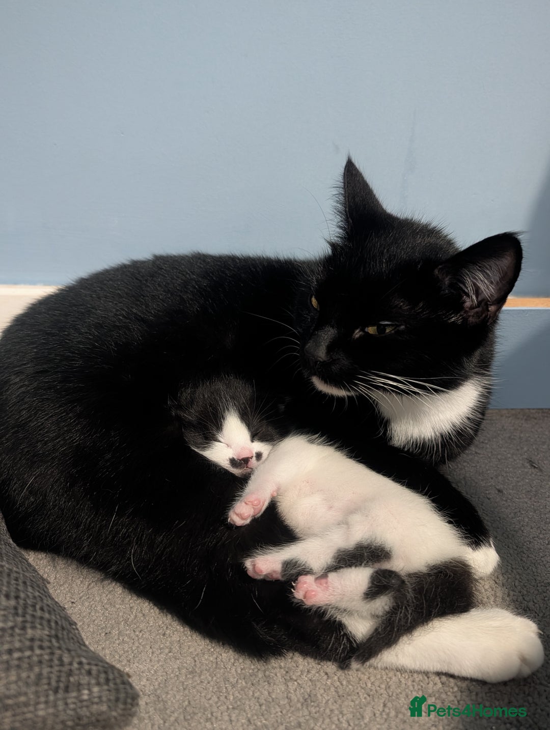 Domestic Shorthair cats for sale: Cute little black and white kitten - Advert 10