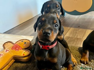 Dobermann dogs - Advert 4