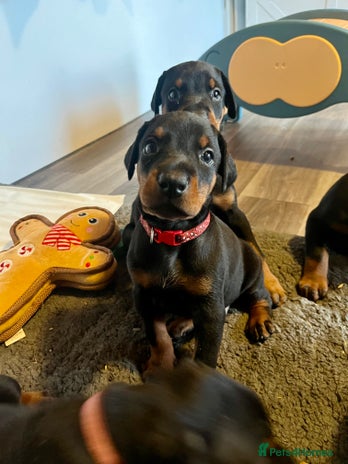 Dobermann dogs - Advert 2
