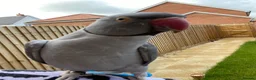 Ringnecks birds for sale: Rambo – Male Indian Ringneck  - Advert 3