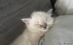 Ragdoll cats for sale: GCFF and FIFE Ragdoll.Champions line!Available now - Image 12