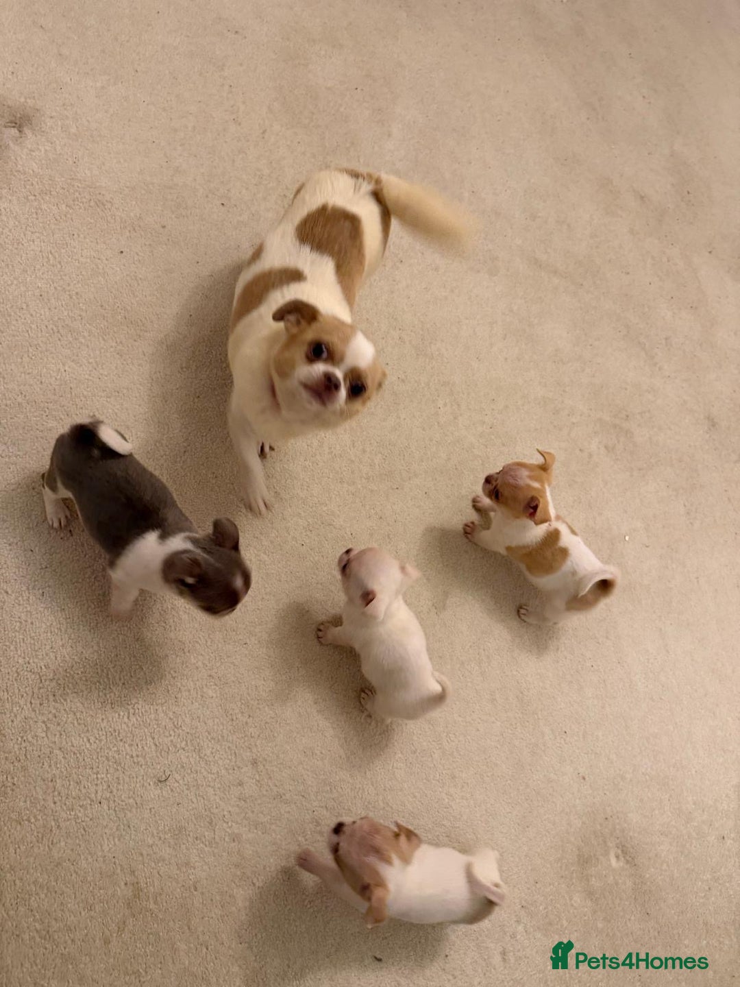 Chihuahua dogs for sale: Kc chihuahua puppies Russian and Ukraine lines - Advert 36