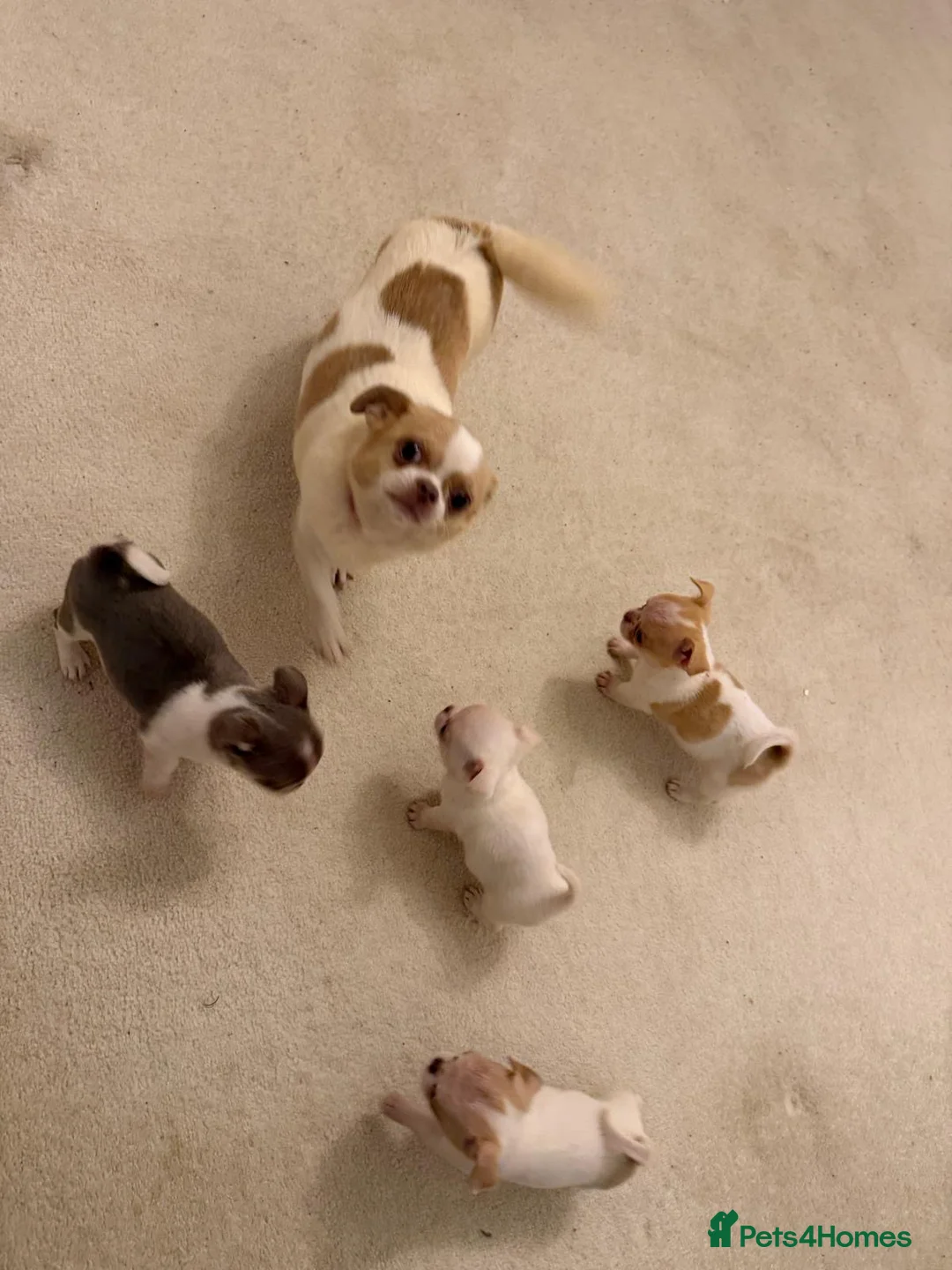 Chihuahua dogs for sale: Kc chihuahua puppies Russian and Ukraine lines - Advert 36