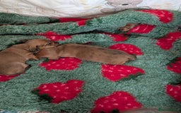 Miniature Dachshund dogs for sale: Smooth shaded red - Image 2