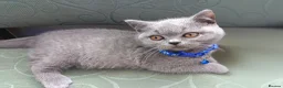 British Shorthair cats for sale: Ready to go. Gccf registered blue BSH kittens - Advert 17