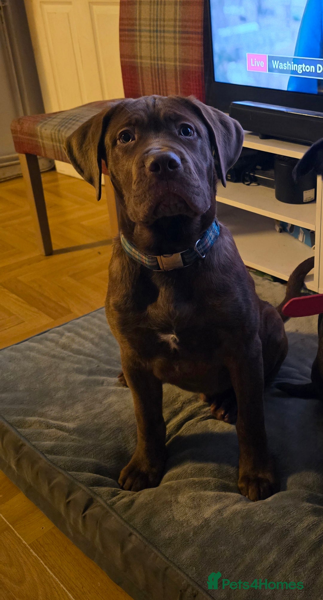 Mixed Breed dogs for sale: 10 month old boy - Image 2