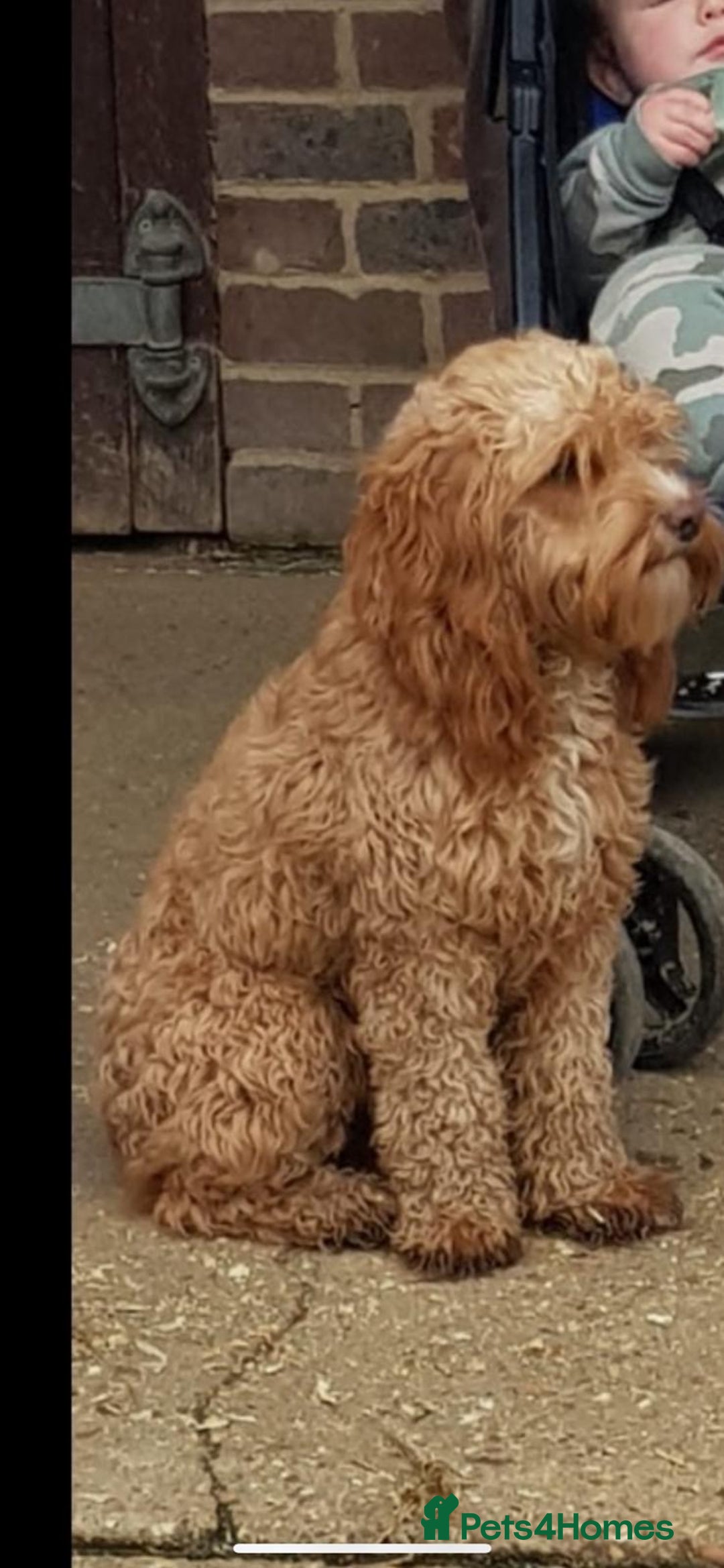 Cavapoo dogs for sale: Beautiful F1B cavapoo puppies - Advert 2