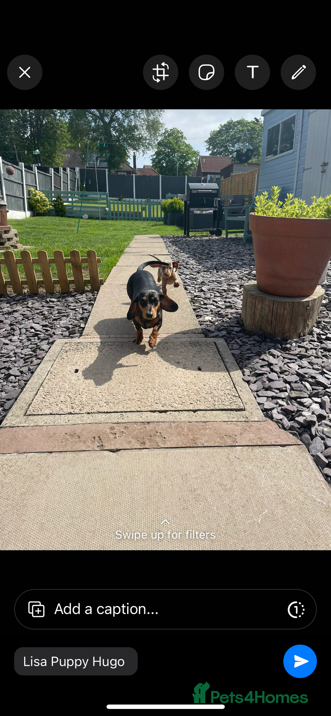Dachshund dogs for sale: Miniture dachshund  - Image 15