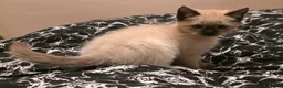 Ragdoll cats for sale: 1 Female Ragdoll - Advert 3