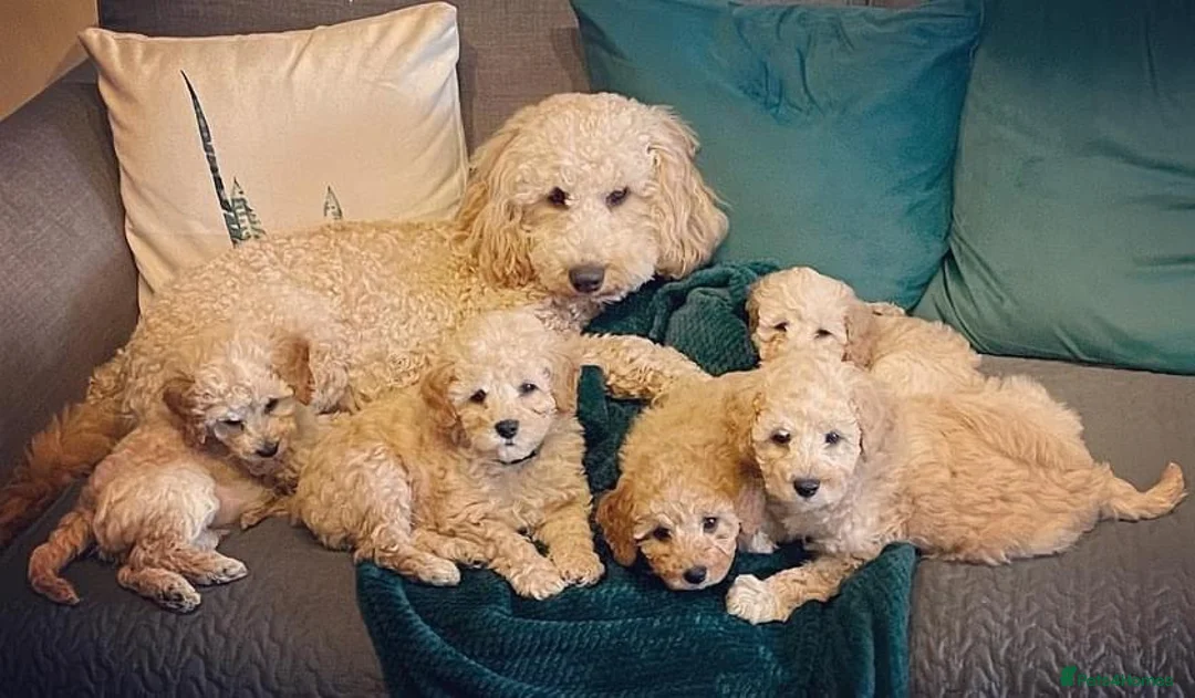 Poodle dogs for stud: FOR STUD Moyen Poodle (proven)  in Northampton - Advert 31