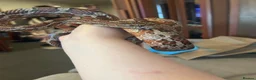 Corn Snake reptiles for sale: Western hognose with full setup and a corn snake. in Hamilton - Advert 4