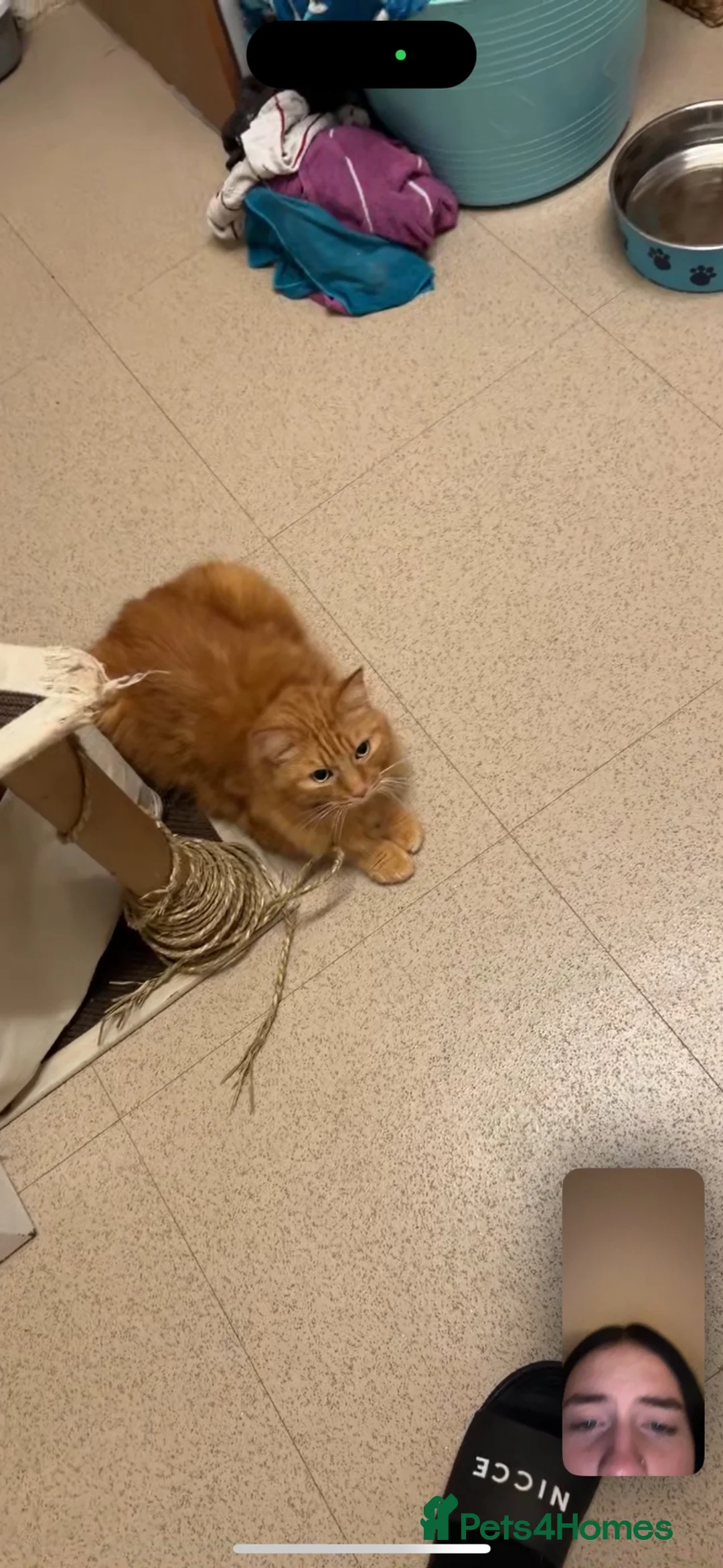 British Longhair cats for sale: 2 boy cats  in Bootle - Advert 2