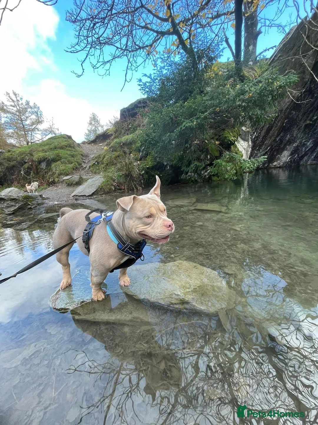 Mixed Breed dogs for sale: 4 year old male neutered pocket bully - Advert 2