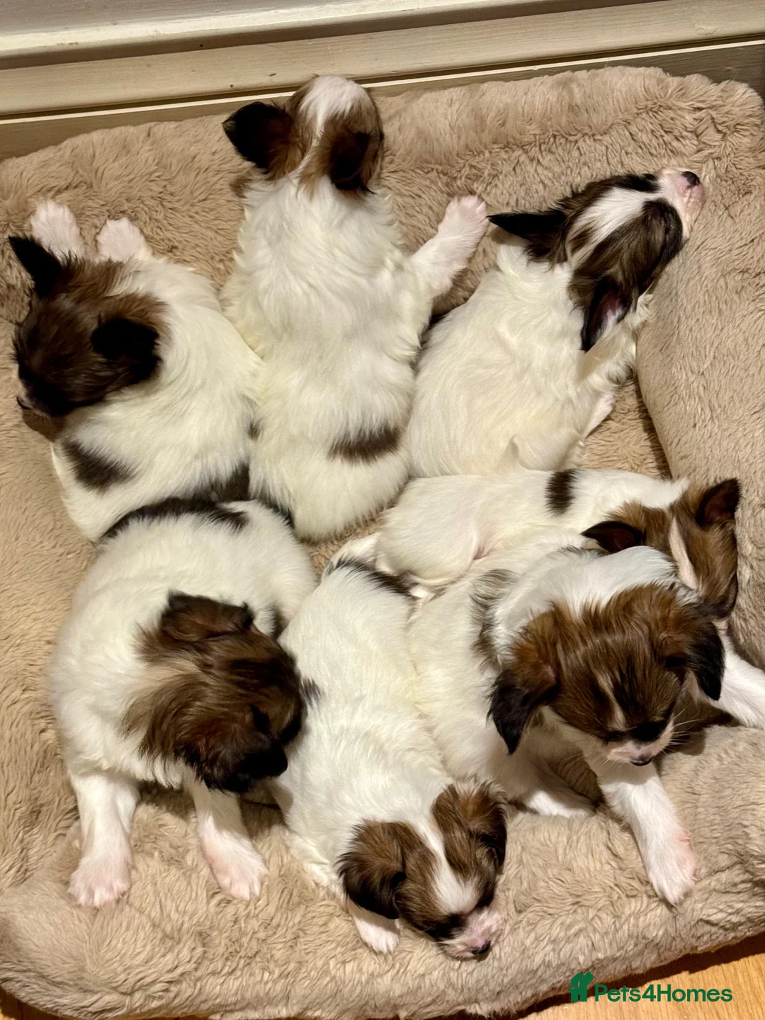 Papillon dogs for sale: ROYAL KENNEL CLUB registered,  DNA tested perents  - Advert 4
