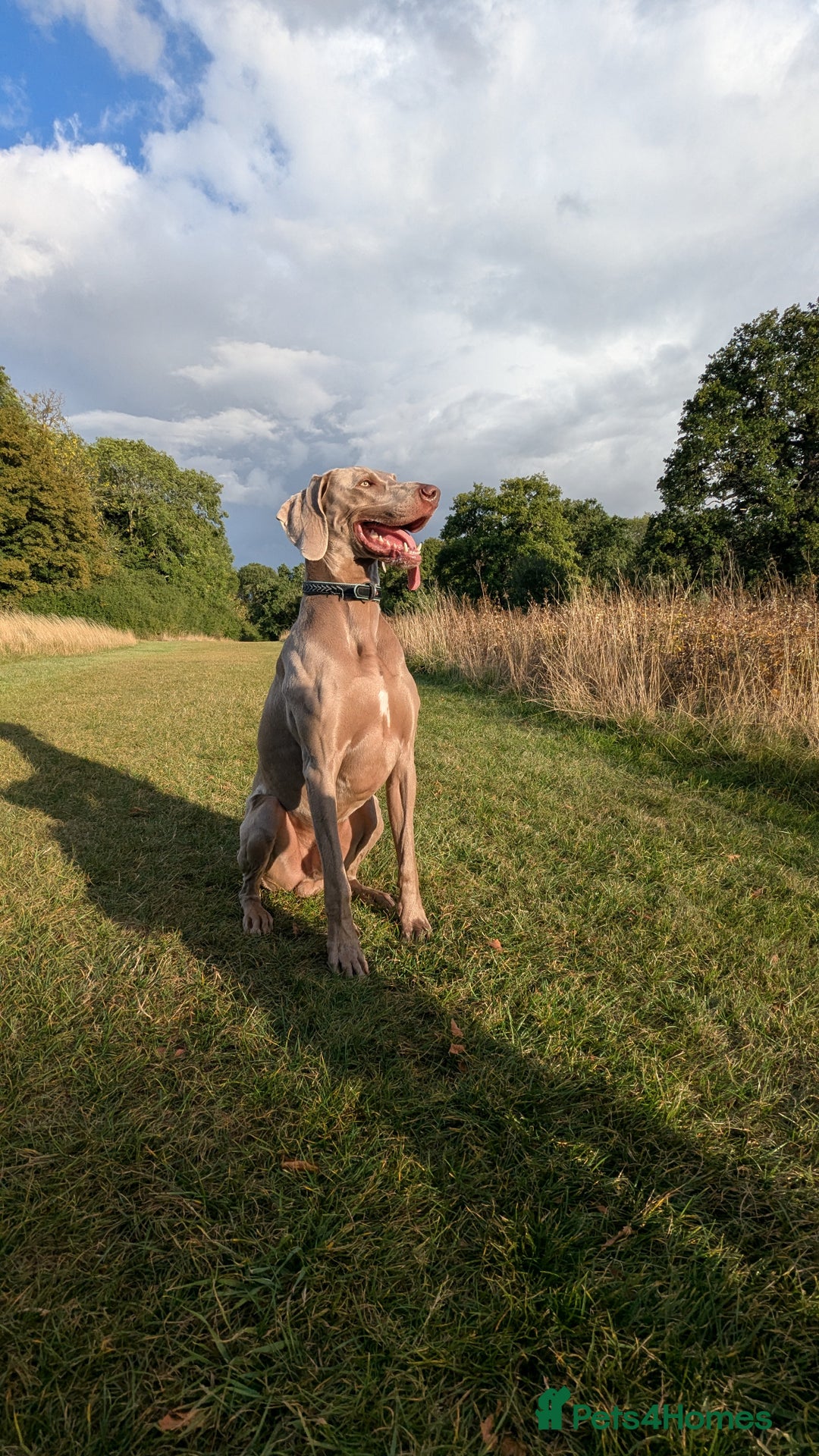 Weimaraner dogs for stud: Dog For Breeding  - Advert 5
