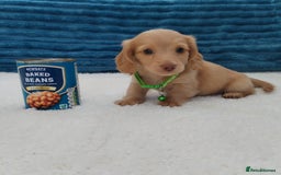Miniature Dachshund dogs for sale: MINI DACHSHUND CREAM PRA CLEAR - Image 26