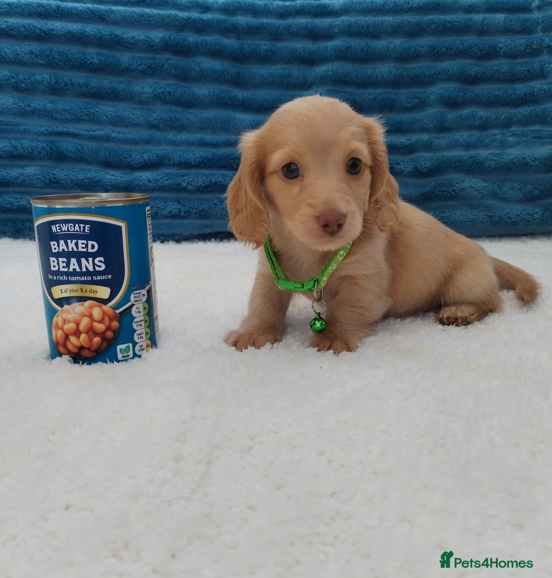 Miniature Dachshund dogs for sale: MINI DACHSHUND CREAM PRA CLEAR - Image 26