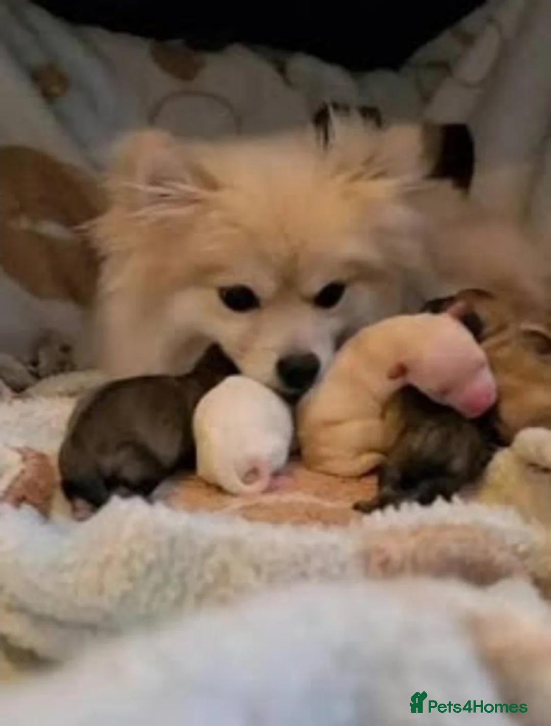 Pomeranian dogs for sale: Last little girl looking for her forever home  - Advert 12