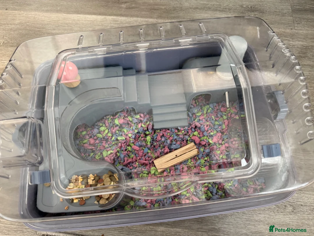 Hamster rodents for sale: Dwarf hamster with house, food and bedding  - Advert 5