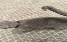 Russian Blue cats for sale: Pure Russian Blue Kitten - Advert 4