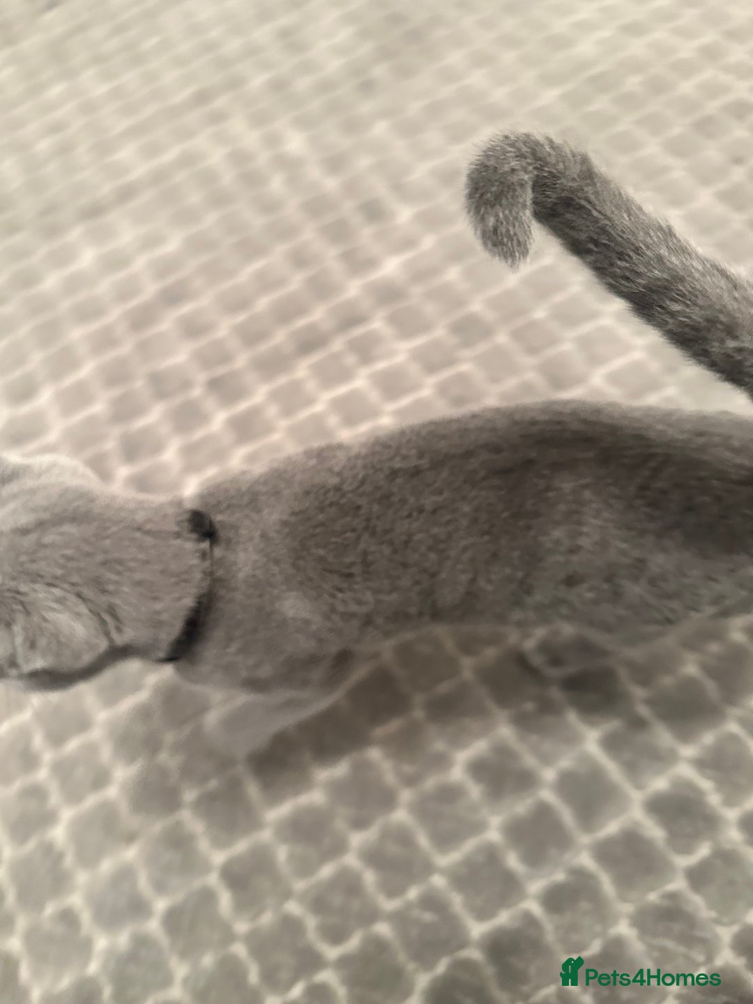 Russian Blue cats for sale: Pure Russian Blue Kitten - Advert 4