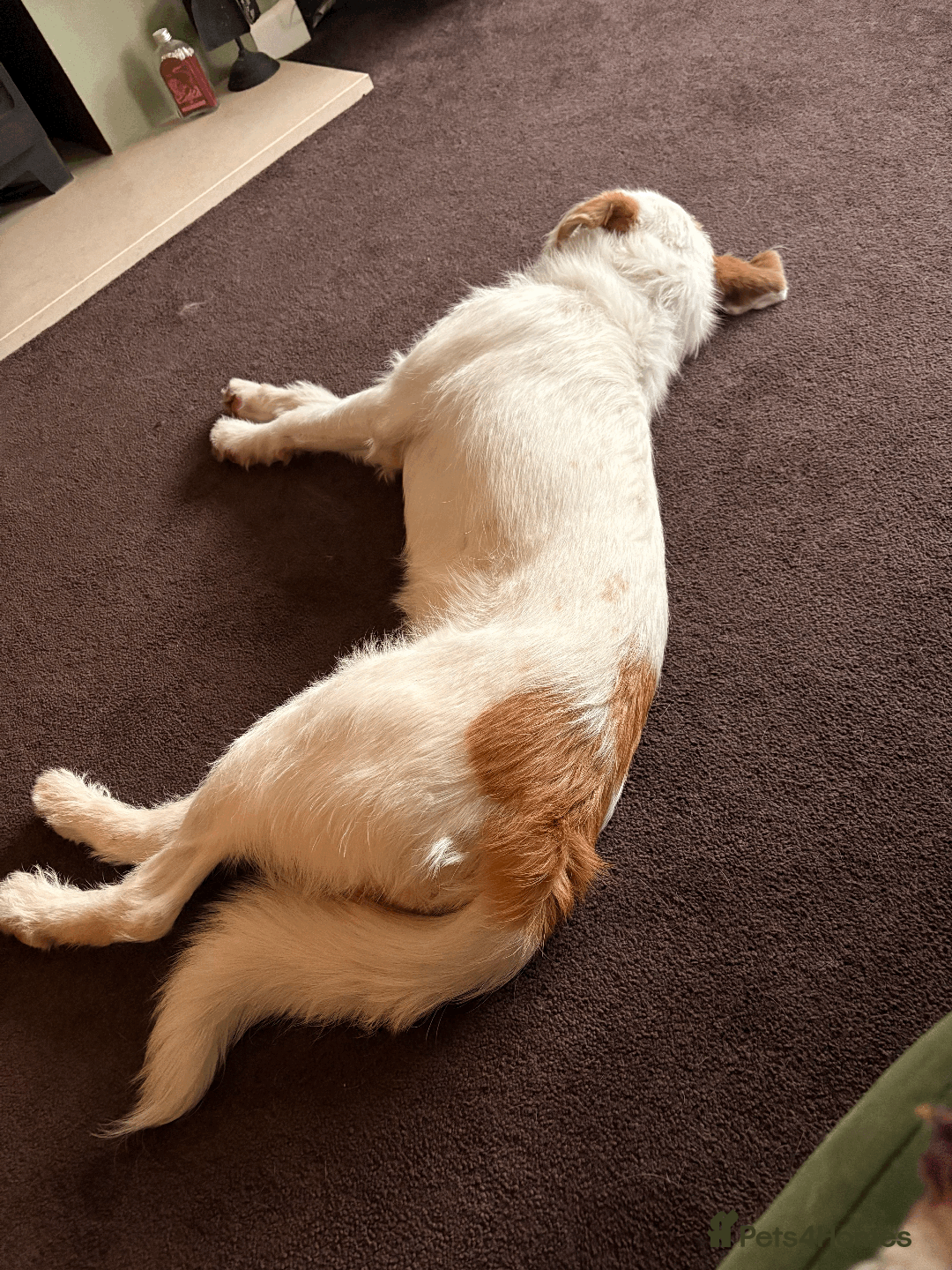 Mixed Breed dogs for sale: Sweet Dorothy looking for her family - Advert 8