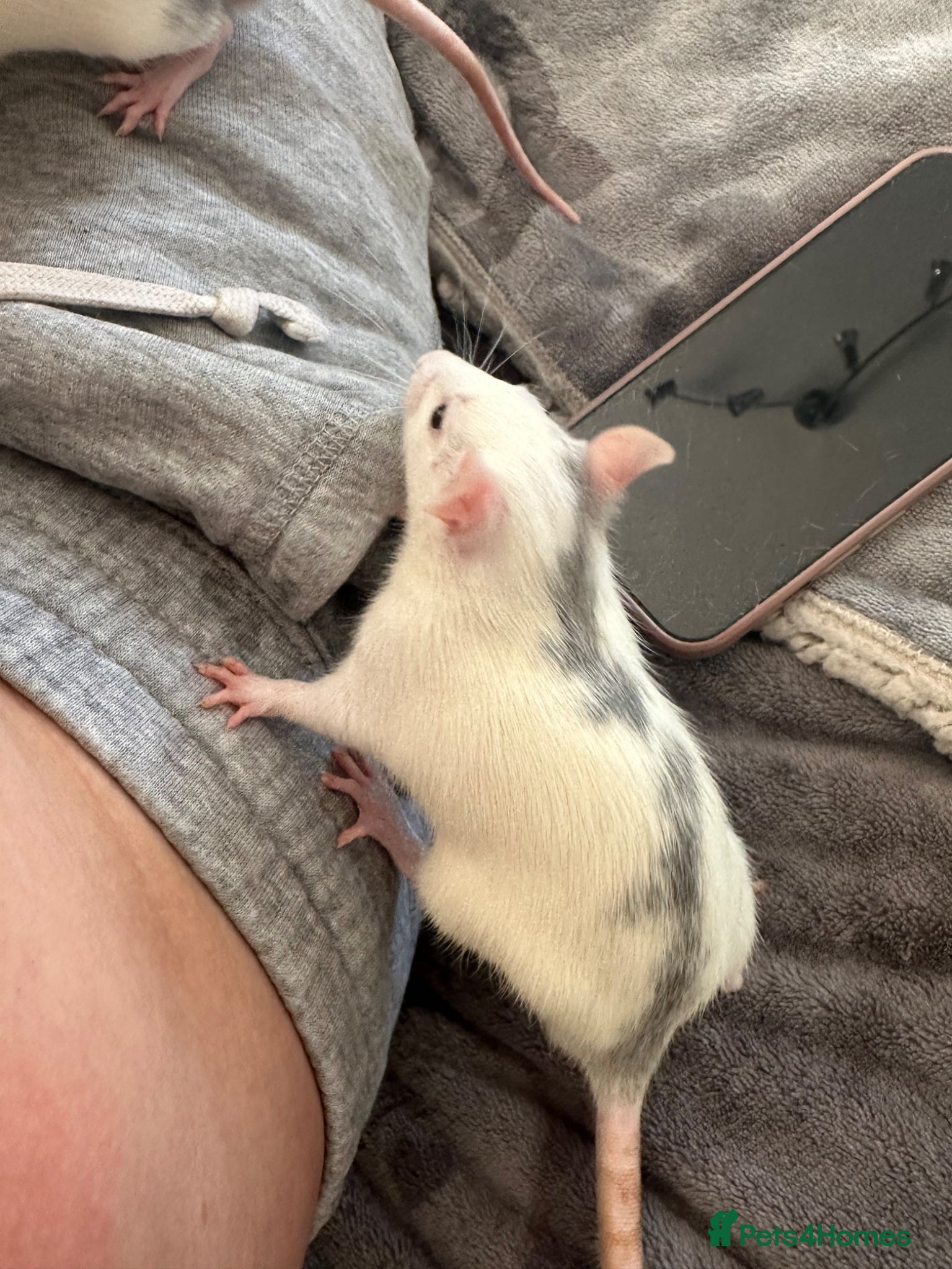 Rat rodents 2 male rats for sale - Advert 3