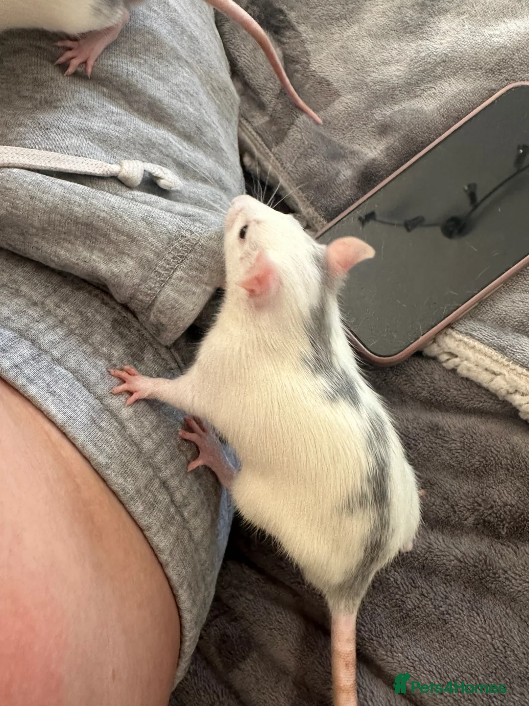 Rat rodents for sale: 2 male rats for sale - Advert 1