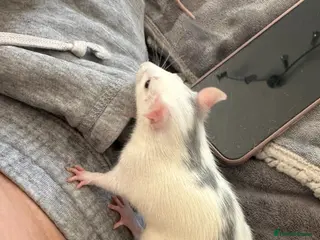 Rat rodents 2 male rats for sale - Advert 1