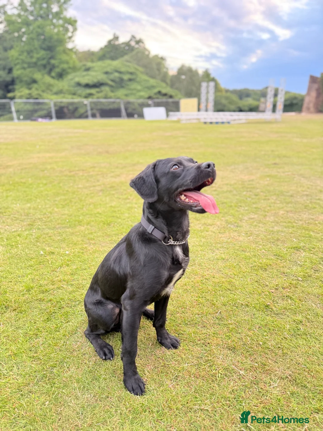 Springador dogs for sale: 2½-Year-Old Springador (Entire Male) in Leicester - Advert 2