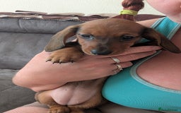 Miniature Dachshund dogs for sale: 2 gorgeous Miniatures available - Image 3