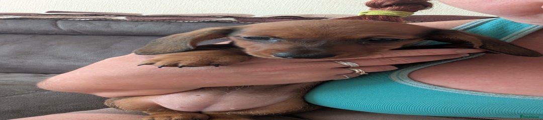 Miniature Dachshund Puppy 2