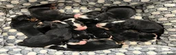 Bernese Mountain Dog dogs for sale: Bernese Mountain Dog Puppies - waiting list - Advert 10