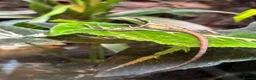 Iguana reptiles for sale: Casque Head Iguana Babies  - Advert 2