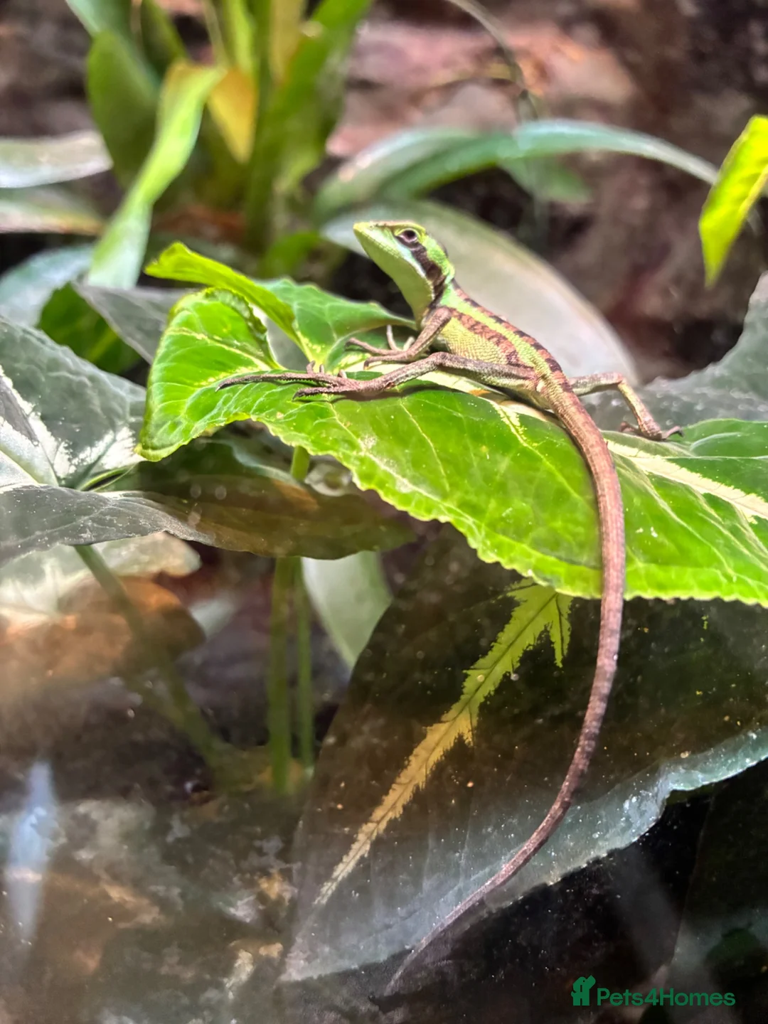 Iguana reptiles for sale: Casque Head Iguana Babies  - Advert 2